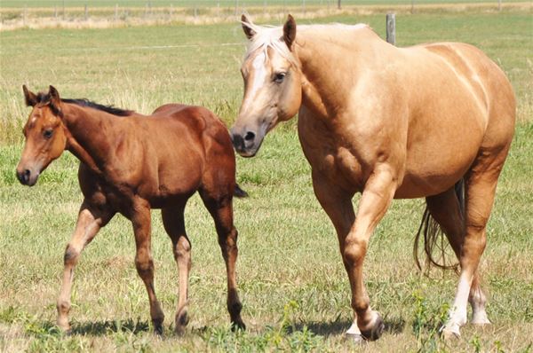 mare and foal.jpg - Image 3